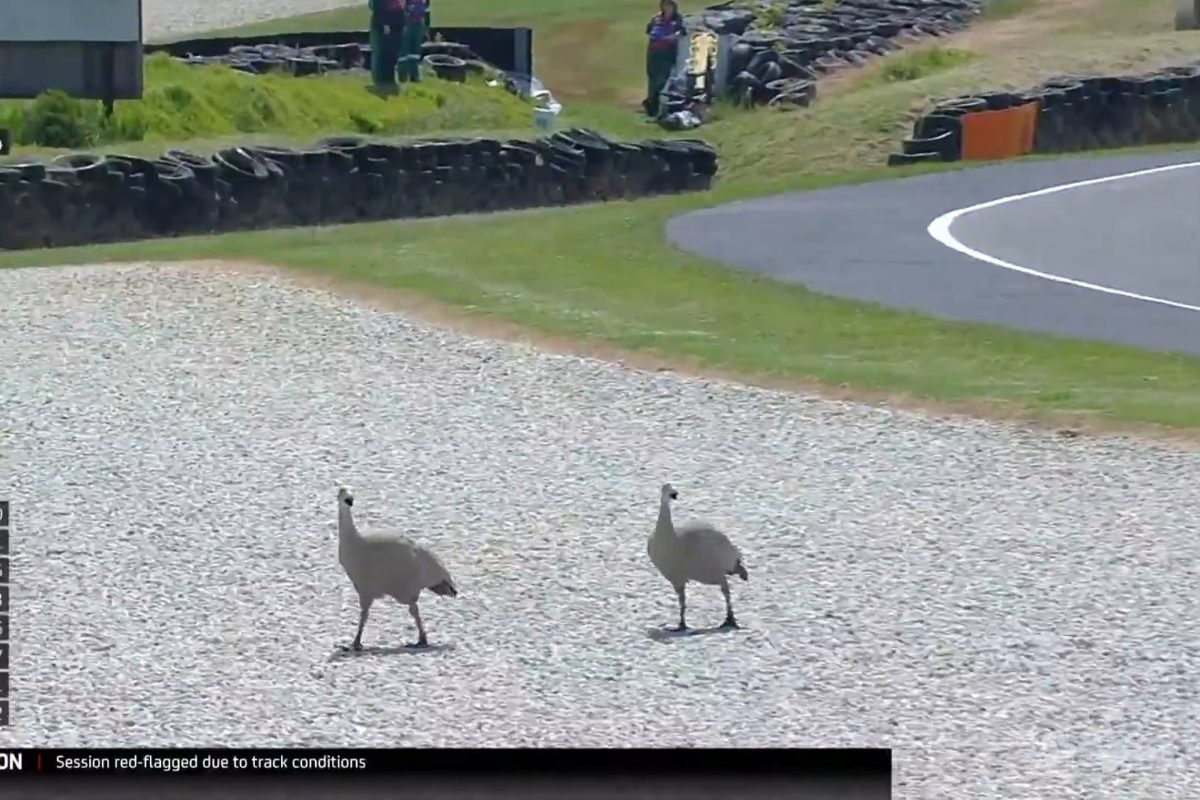 Moto2 geese Phillip Island MotoGP