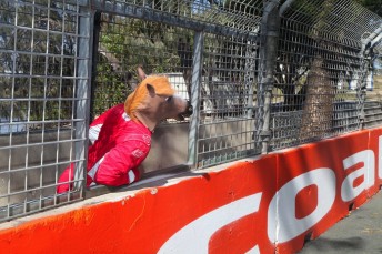 Some of the V8 drivers put their horses heads on to come up with their Melbourne Cup tips 