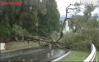 The tree on teh track at Forrests Elbow (Pic; courtesy of Ustream – Bathurst 12 Hour